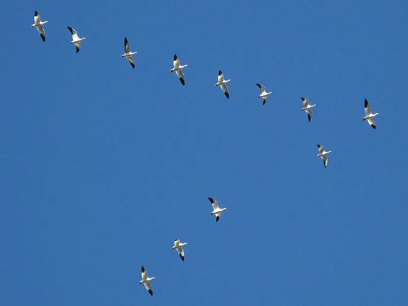 flight of geese